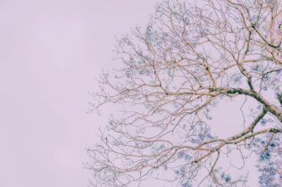 Tree branches