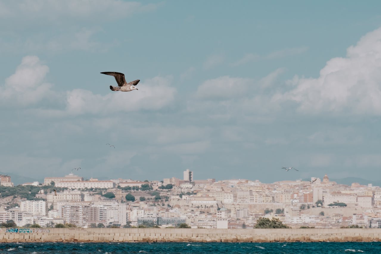 Bird flying over a body of water