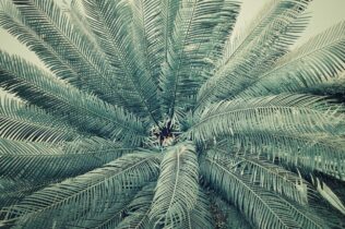 Palm tree