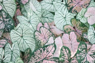 Pale green and pink leaves