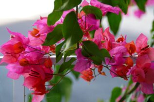 bougainvillea flowers