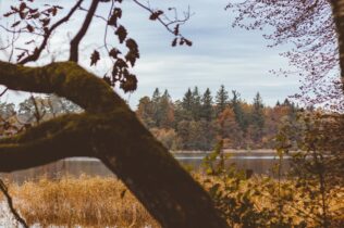 Trees around a lake in autumn