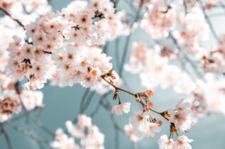 White flowers in bloom