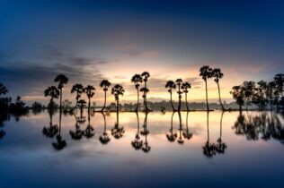 Reflection of trees on water
