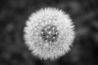 Closeup of a dandelion