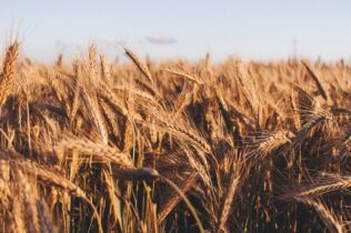Wheat field