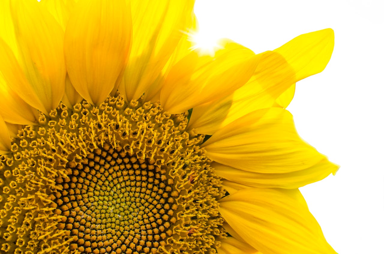 Yellow sunflower