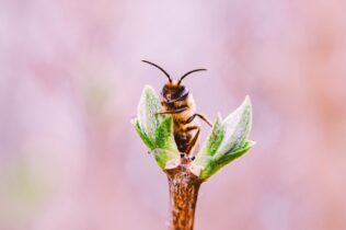 Closeup of a bee