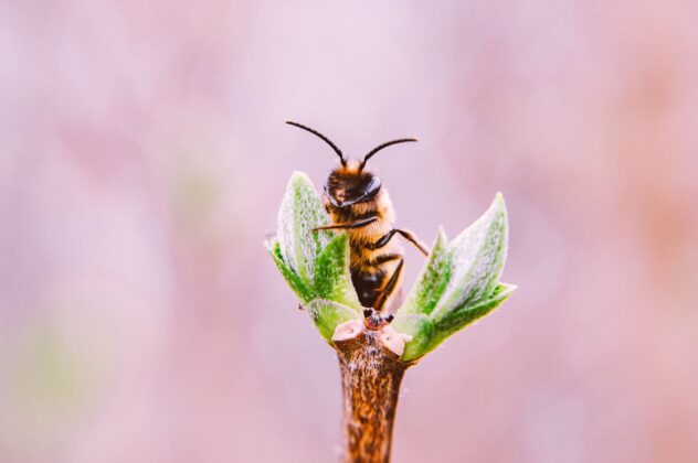 Closeup of a bee