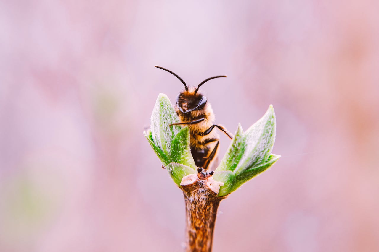 Closeup of a bee