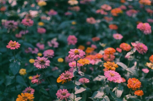 Blooming zinnias in the garden