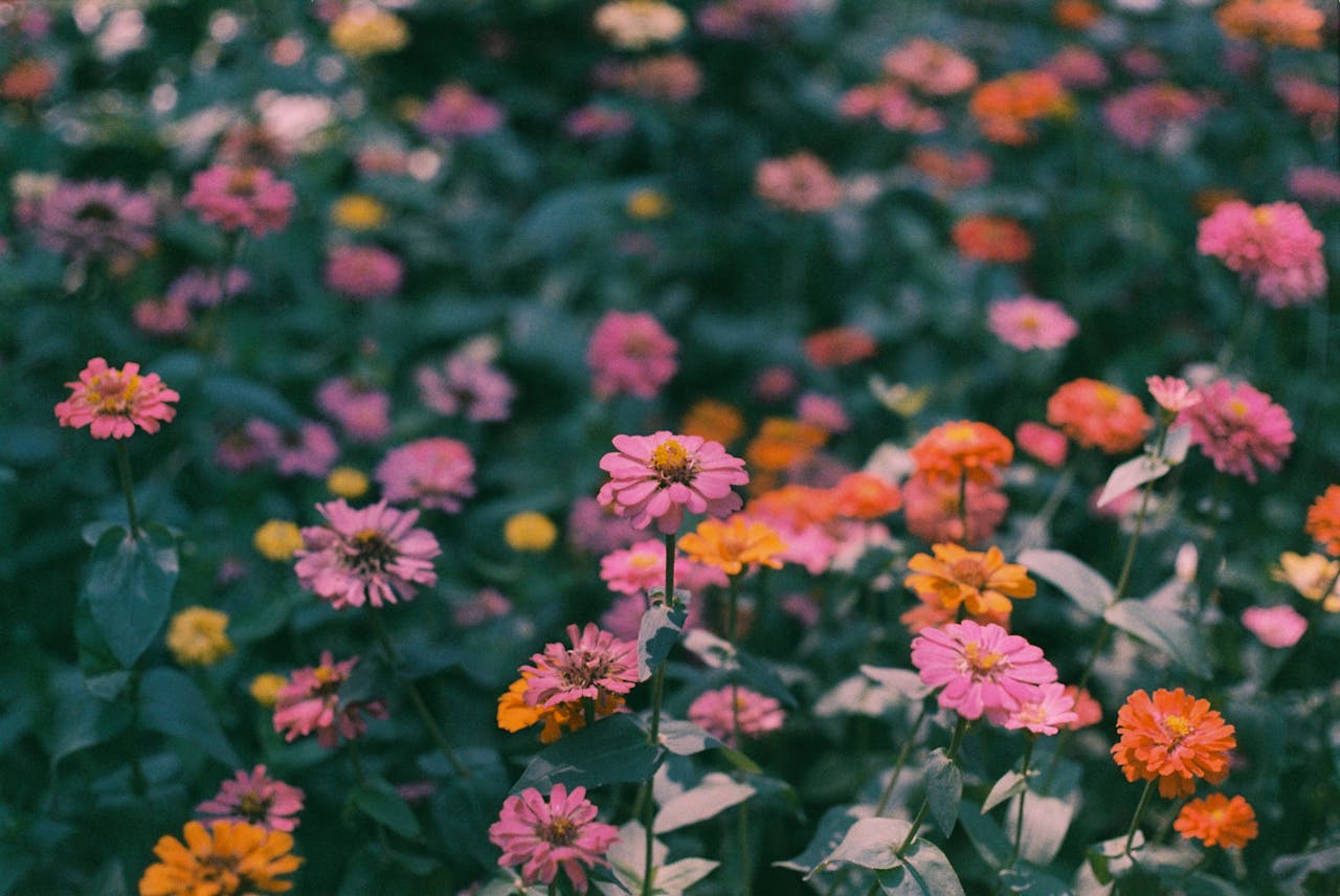 Blooming zinnias in the garden
