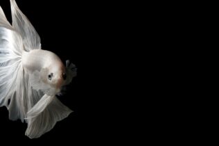 Closeup of a white siamese fighting fish