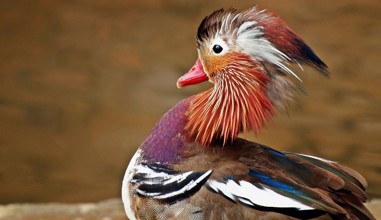 Brown, black and white bird