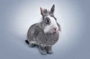 Gray rabbit