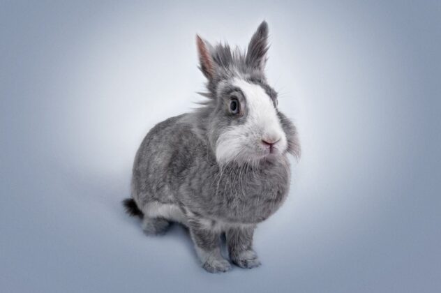 Gray rabbit
