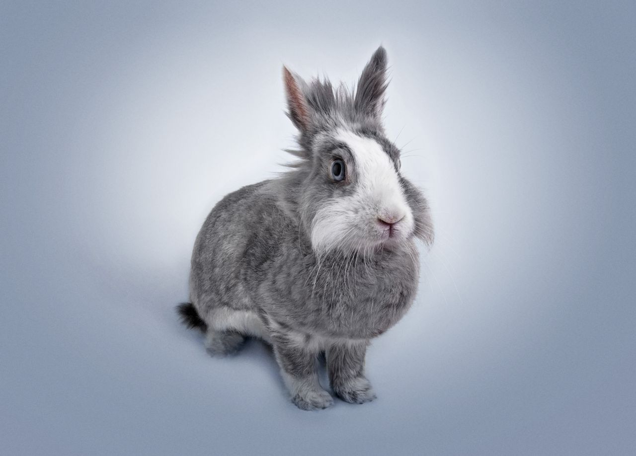 Gray rabbit